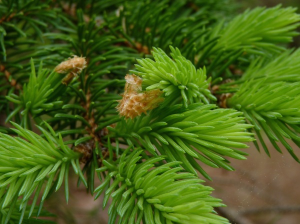 Young Shoots of Norway Spruce - Photo Credit: Dendroica on Flickr