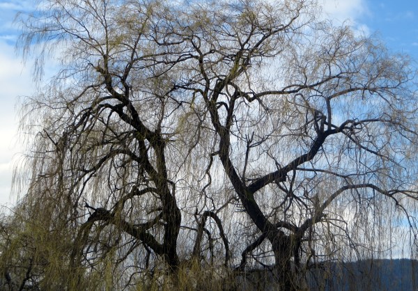 Willow Showing off a Hint of Green - Spring has Sprung