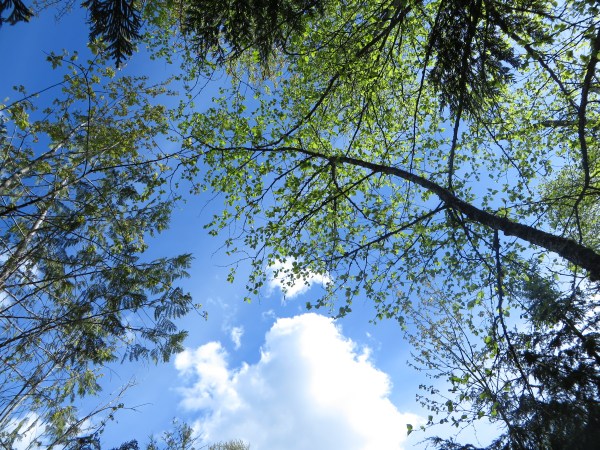Trees Stretching to the Light