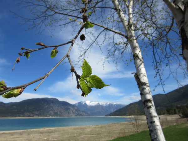 Leaves are Out at Fauquier Golf Course