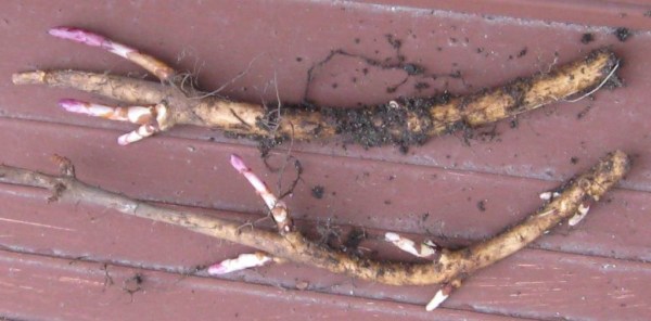 Hops Rhizomes Ready to be Planted