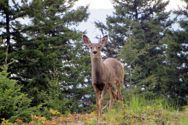 Deer Posing for a Portrait