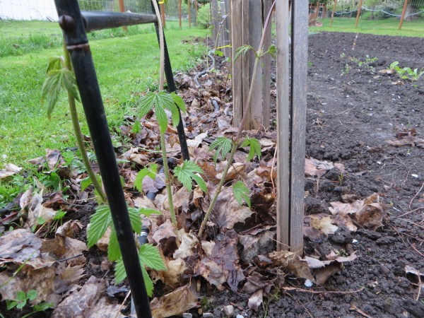 Tender Shoots Seeking a Foothold