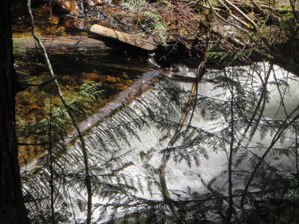 A Log across the Creek creating a tiny Water Fall