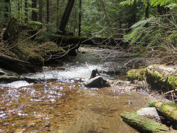 Serene Atmosphere at Pin Creek
