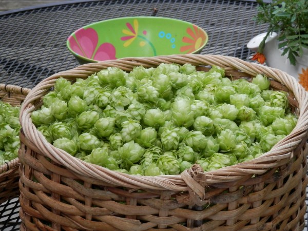 Baskets and Baskets of Hops Cones