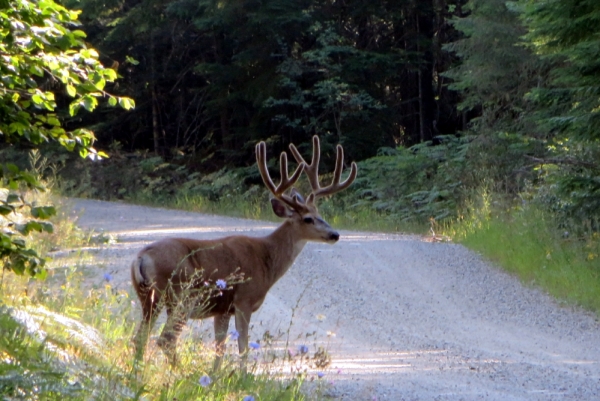 Buck with Antlers Illuminated by the Morning Sun
