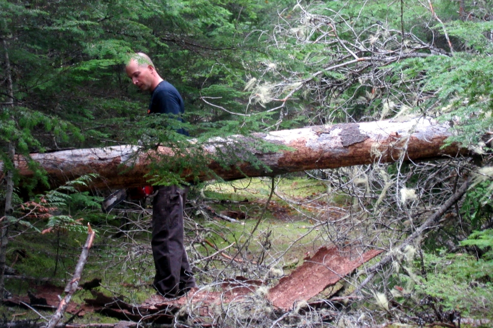 Since the fallen pine tree was blocking the road, Michael cut the middle section out of the tree.