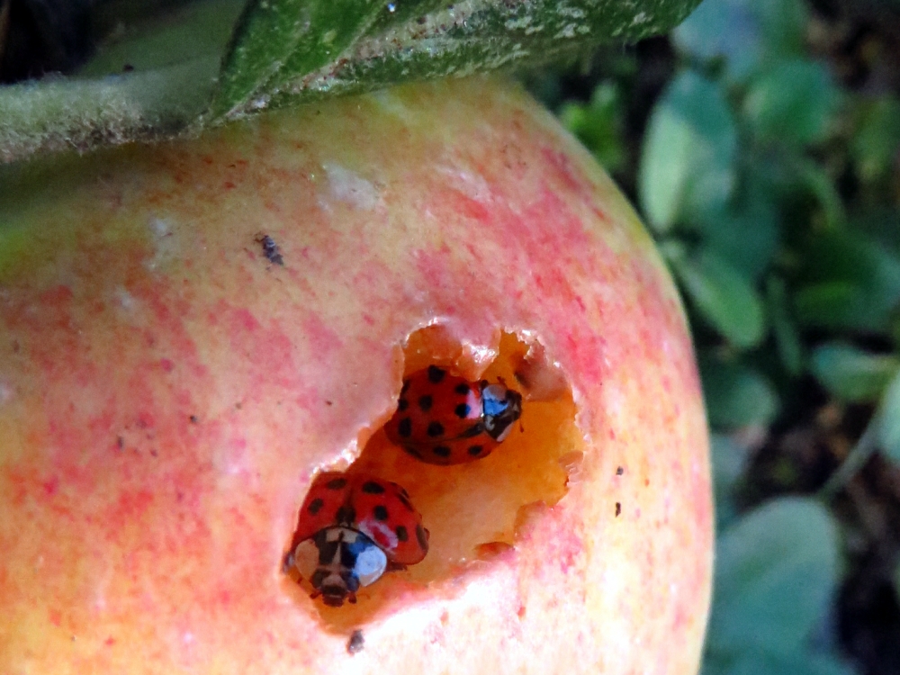 Ladybugs digging themselves a Fruitful Den