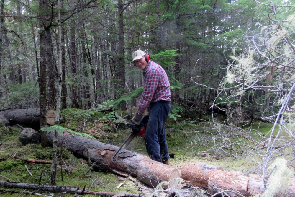 Then it was my turn to cut the large section into logs that Michael carried to the trailer.