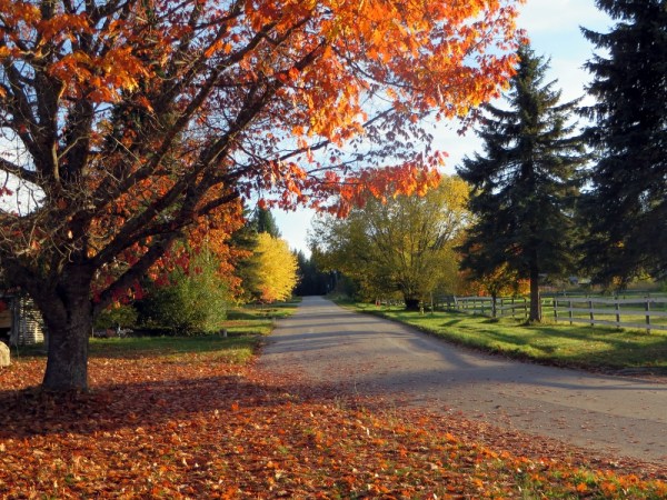 Spectacular Fall Colors on the Way to our House