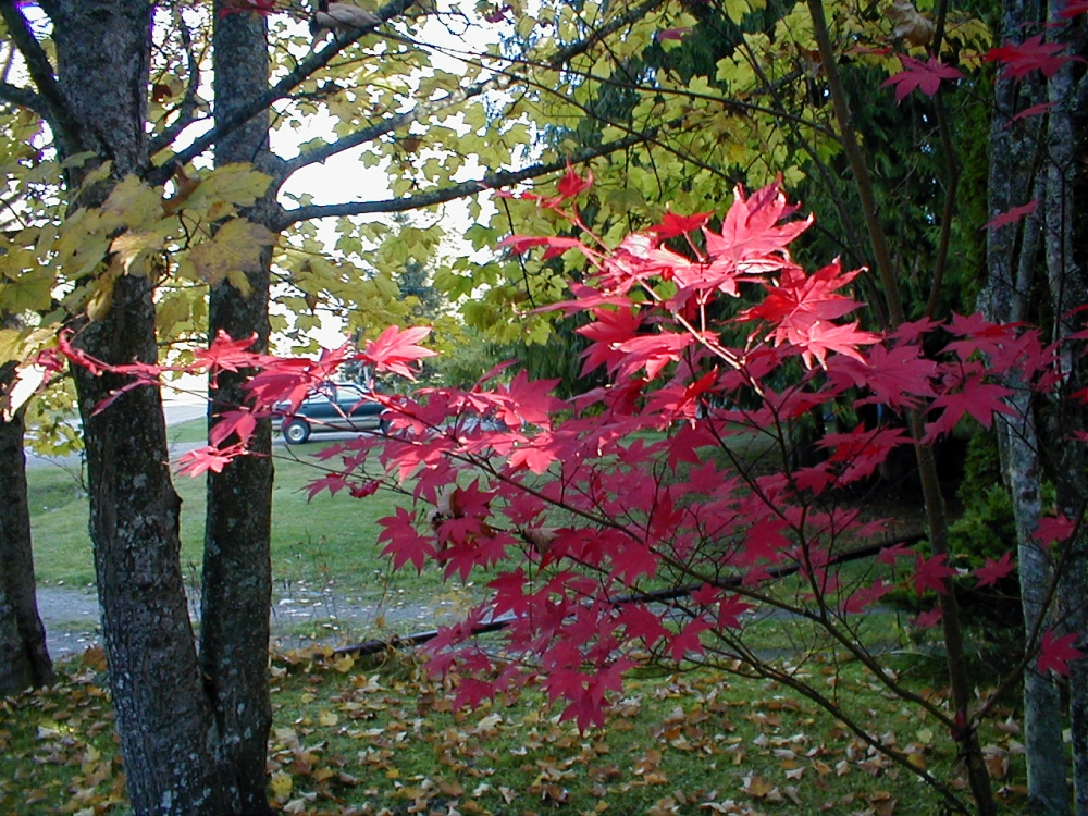 Ornamental Maple Tree in its Fiery Dress