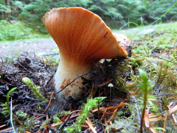 Lobster Mushrooms are rarely as clean as this one.