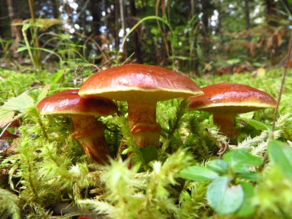 Triplets of Boletus Mushrooms