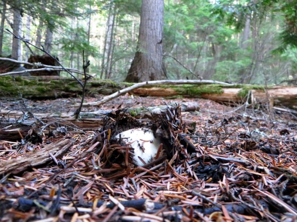 Pine Mushroom Just Pushing through the Forest Floor