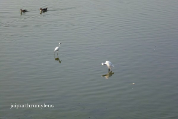 jal-mahal-jaipur-birding
