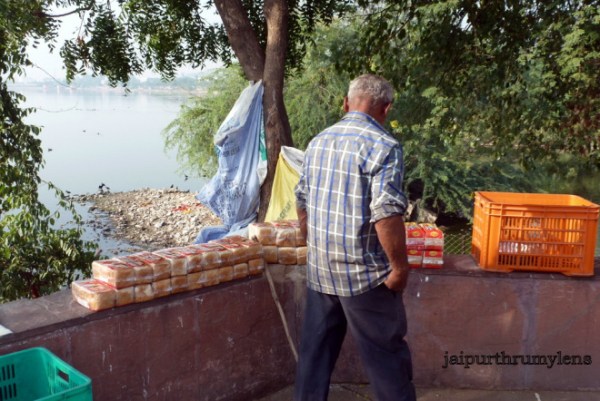 lake conservation at jal mahal