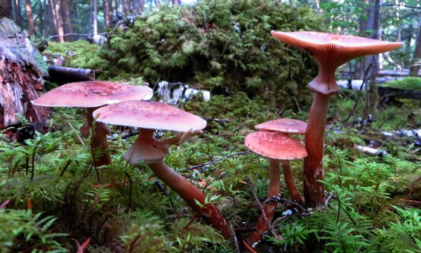 A Nest of Honey Mushrooms