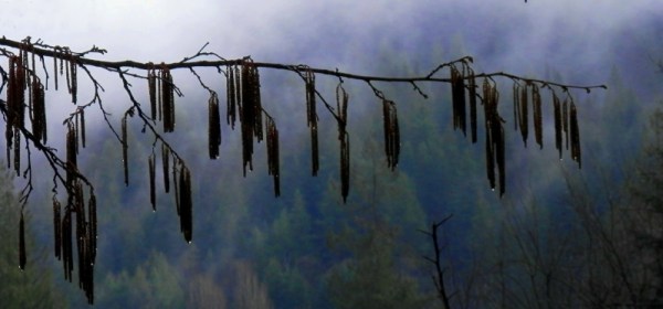Catkins ready to pollinate the tiny red flowers of a hazelnut tree