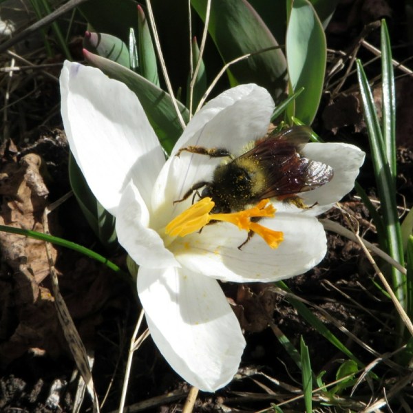 Crocuses receiving their first spring guest in their floral abode