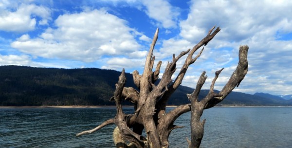 A driftwood choir singing 'Ode to Joy'
