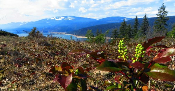 Oregon grapes blooming high above the lake