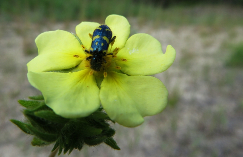 Golden Banquet Table