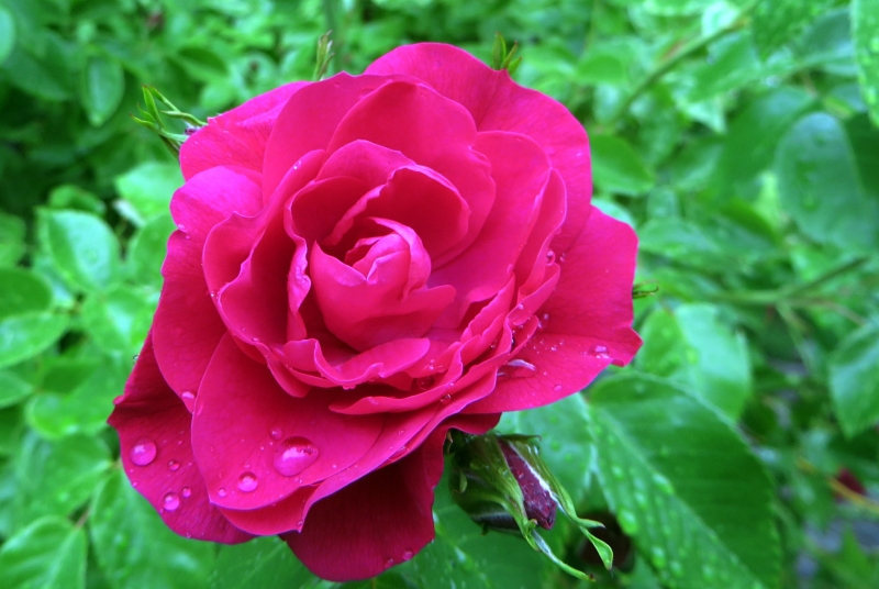 Rose after the Rain
