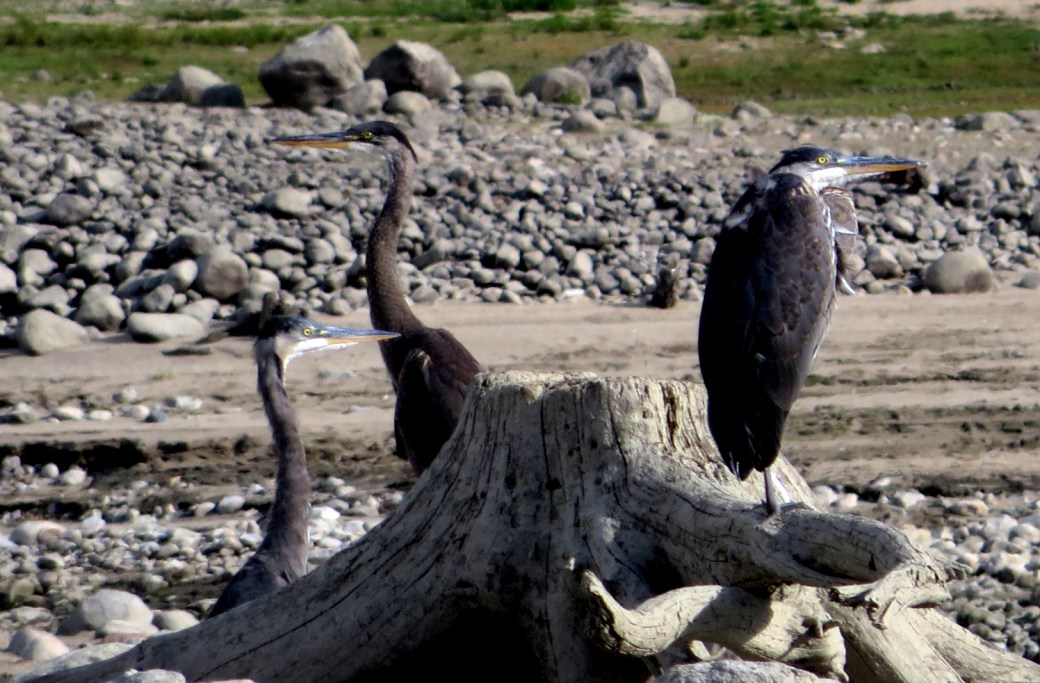 3-herons-2