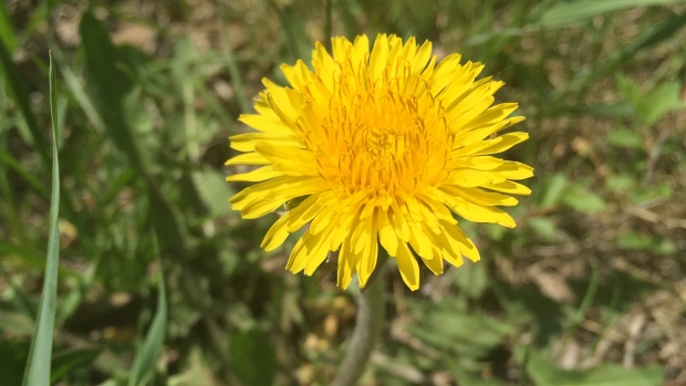 dandelion