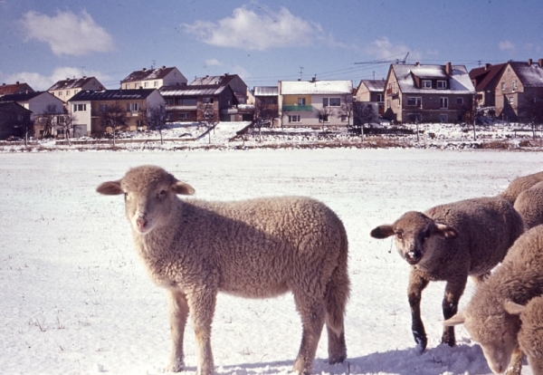 Pastoral Scene of Watzenorn-Steinberg (today's Pohlheim) near Giessen - January 1965