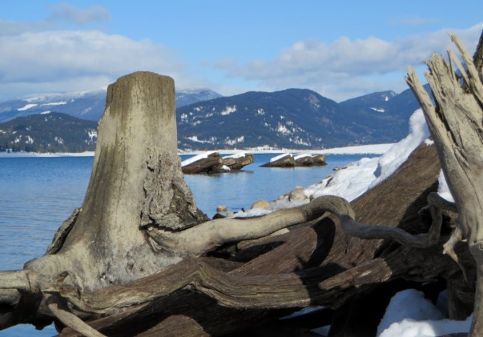 Shooting through Tree Stumps of a Bygone Era