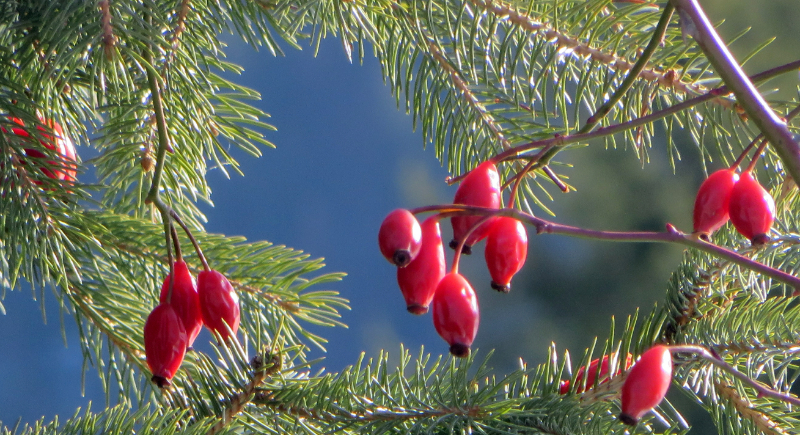 Rose Hips Ready for Spring