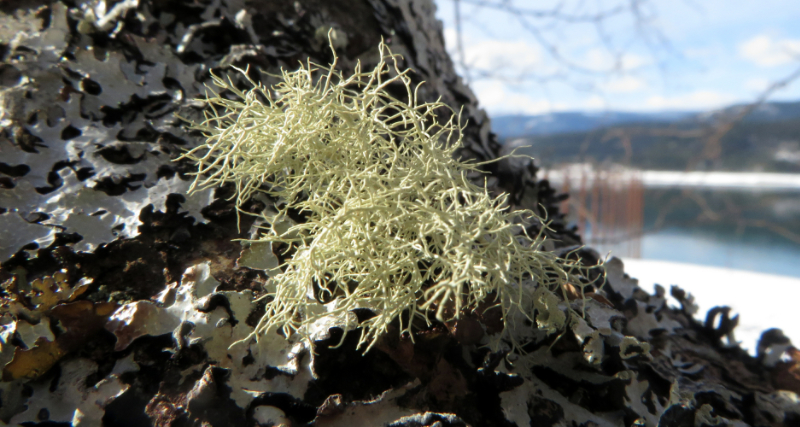 Fungus Growth on a Birch Tree