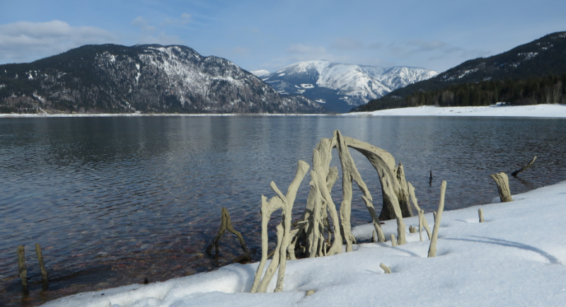 Remnants of a Cherry Orchard Standing at the Beach