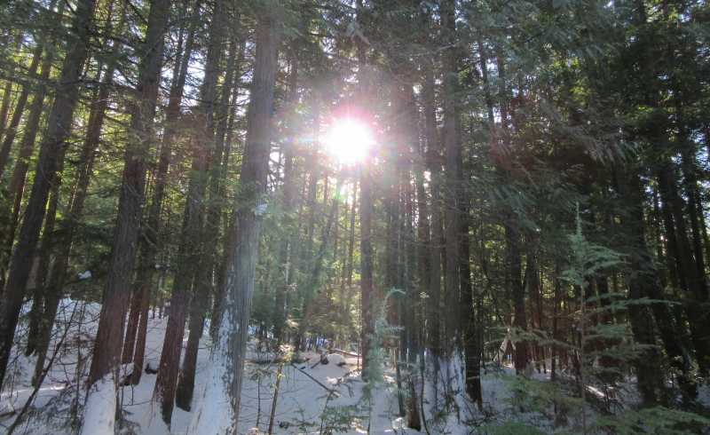 Catching Precious Sun Rays Peeking through the Forest - Gertrud Klopp