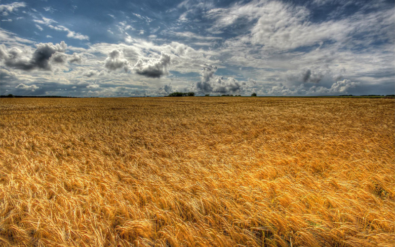 Eternal-golden-wheat-field.jpg