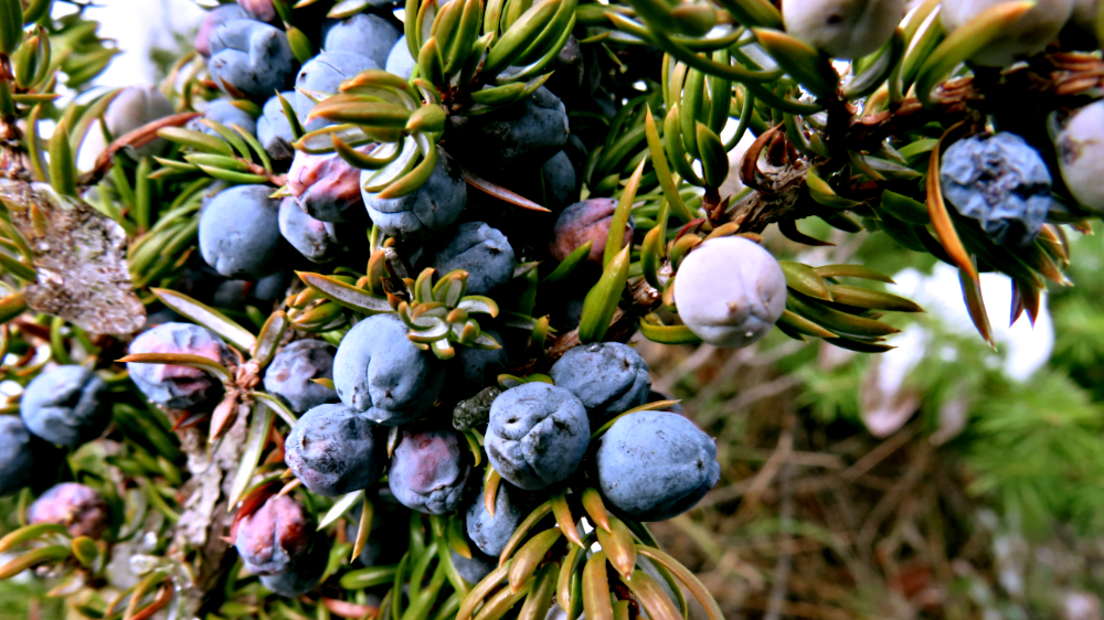 Berries for the Picking in the Dead of Winter