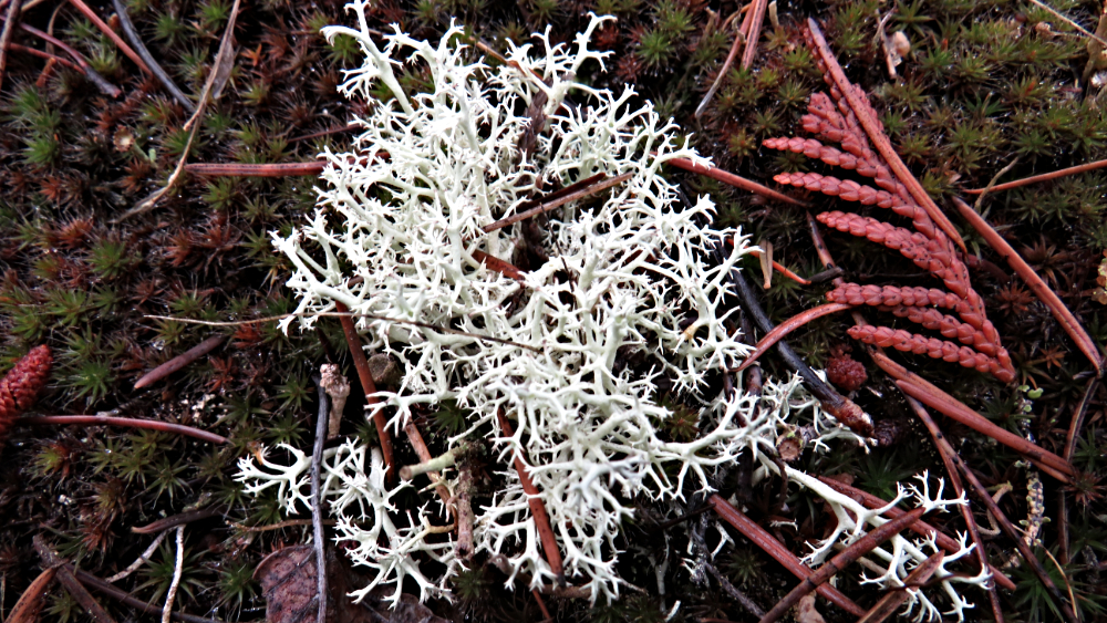 Delicate Ground Fungus