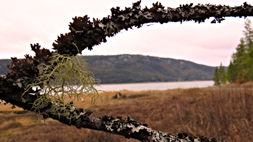 Fungus Covered Branches