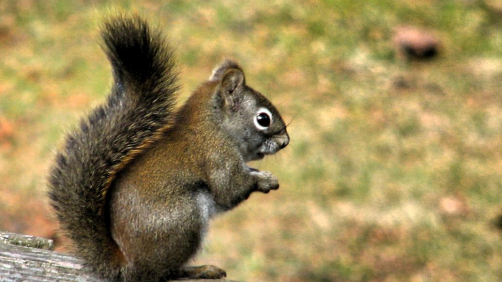 squirrel 1