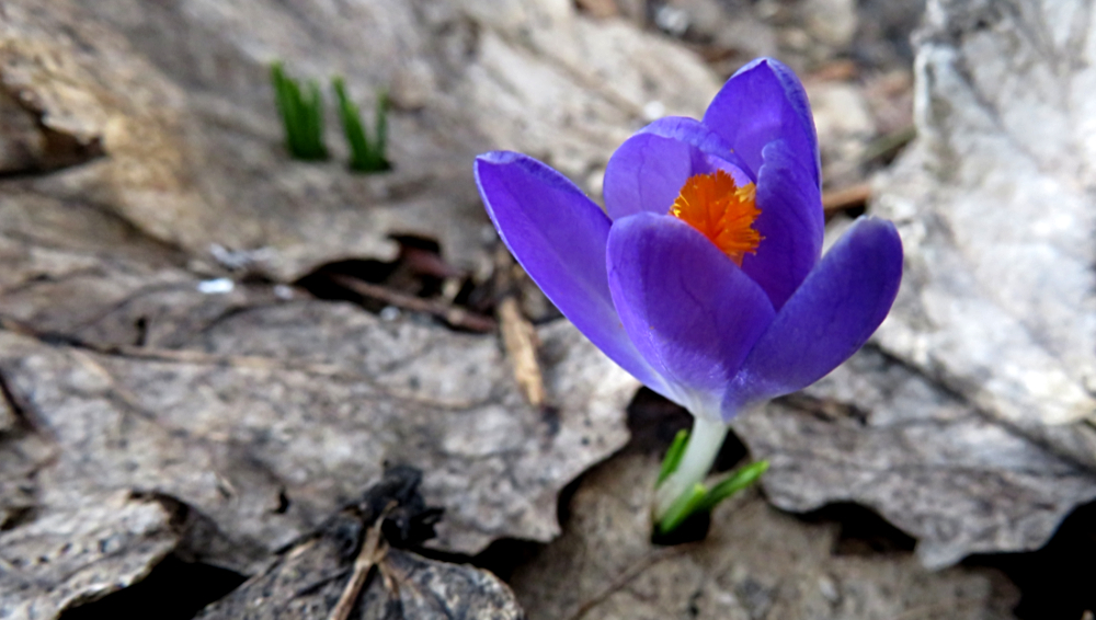 Crocus
