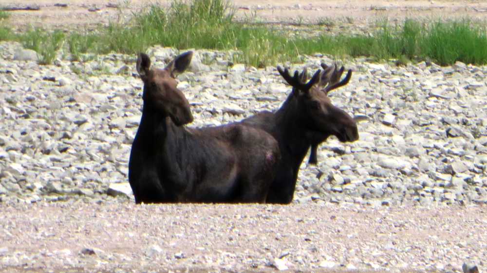 Twin Moose