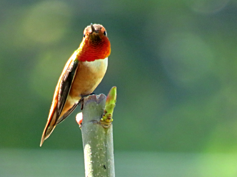 IMG_3209HummingBird