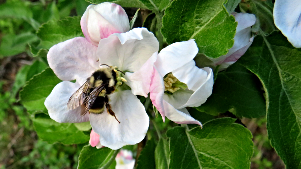 IMG_3349Bumble Bee