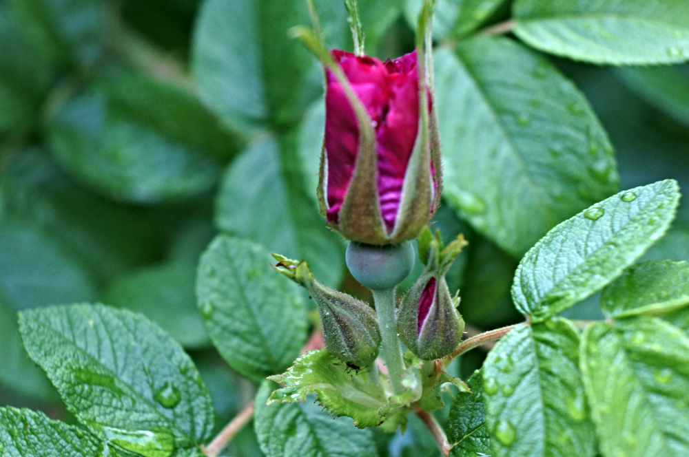 DSC03050RoseAfterRain