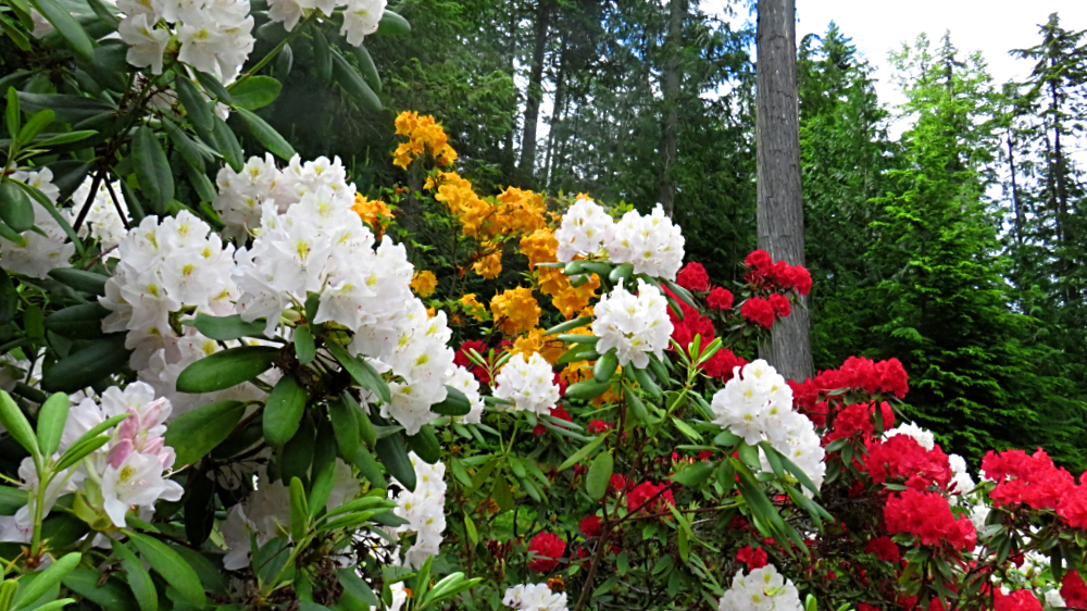 IMG_3443Rhodo