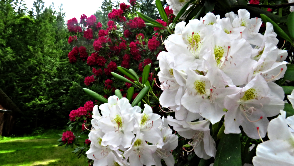 IMG_3449Rhodo