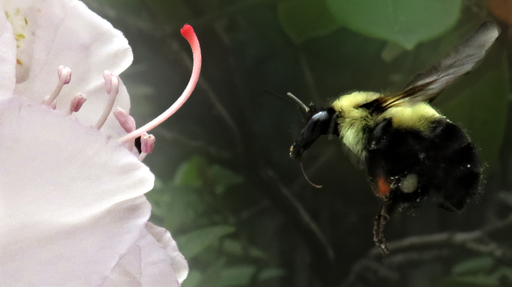 IMG_3460Bumble BeeRhodo