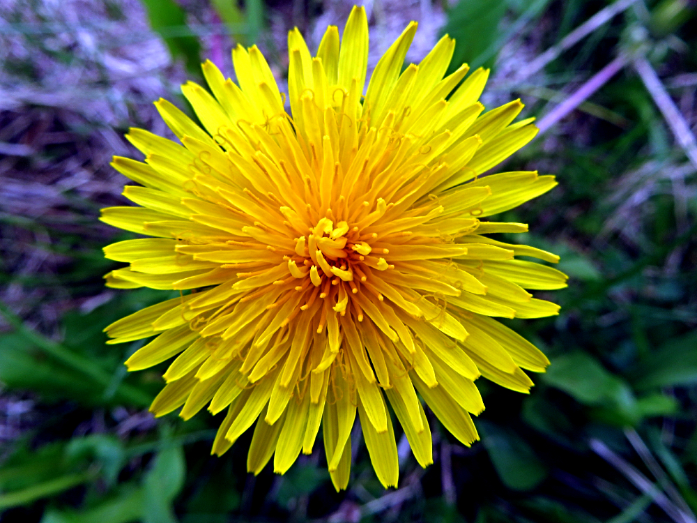 16704973913_8ba523f196_oDandeFlower